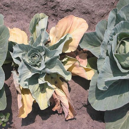 Fusarium oxysporum in Brassicas