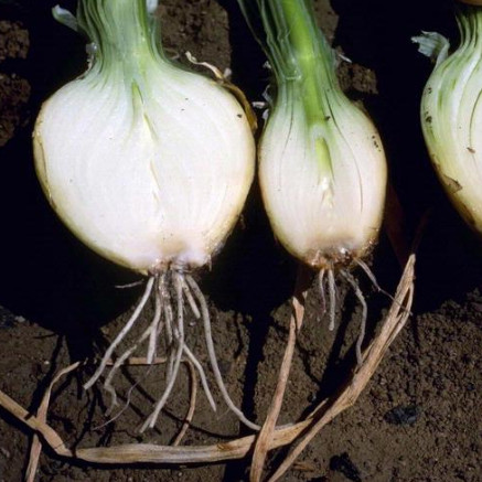 Fusarium Oxysporum in Onion