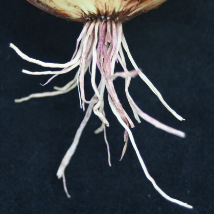 Phoma terrestris in Onion