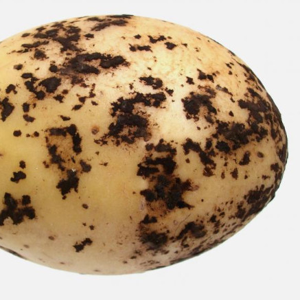 Rhizoctonia solani in Potatoes