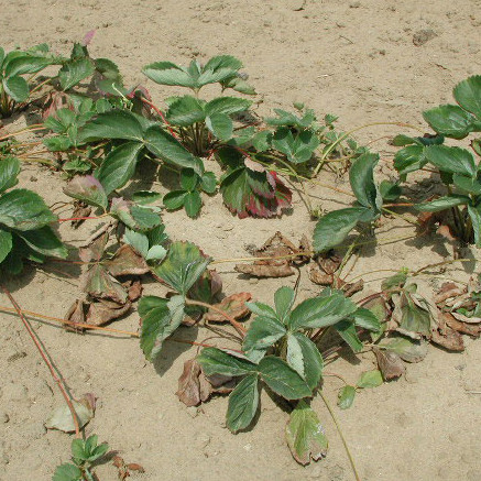Verticillium Albo-atrum and V. dahliae in strawberries