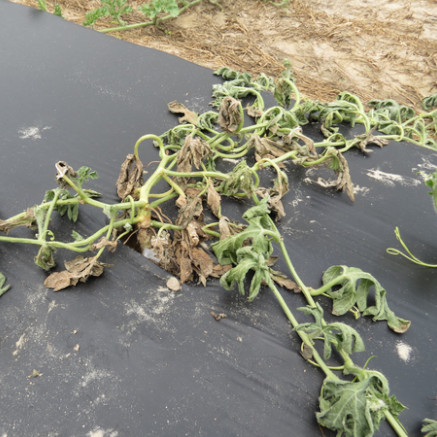 Usarium oxysporum f. sp. niveum in watermelons