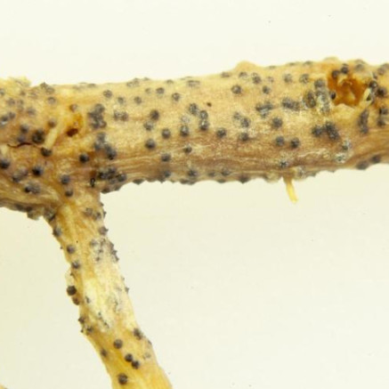 Monosporascus cannonballus in watermelons